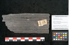 Foto (Objekt + Etikett) von Sigillaria elongata Brongniart (NHMW-GEO-2024-0188-11070)